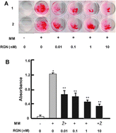 Graphical abstract: Exogenous regucalcin suppresses osteoblastogenesis and stimulates adipogenesis in mouse bone marrow culture