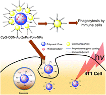 Graphical abstract: Immune stimulating photoactive hybrid nanoparticles for metastatic breast cancer