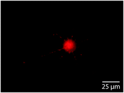 Graphical abstract: Spatial confinement instigates environmental determination of neuronal polarity