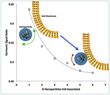 Graphical abstract: Noninvasive assessment of magnetic nanoparticle–cancer cell interactions