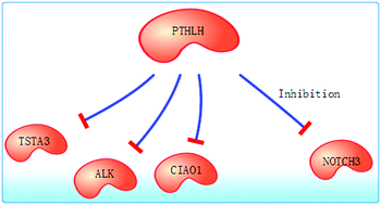 Graphical abstract: Inhibited PTHLH downstream leukocyte adhesion-mediated protein amino acid N-linked glycosylation coupling Notch and JAK–STAT cascade to iron–sulfur cluster assembly-induced aging network in no-tumor hepatitis/cirrhotic tissues (HBV or HCV infection) by systems-theoretical analysis