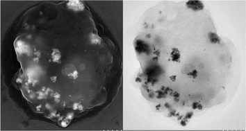 Graphical abstract: Imaging interactions of metal oxide nanoparticles with macrophage cells by ultra-high resolution scanning electron microscopy techniques