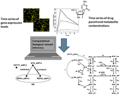 Graphical abstract: An integrative network inference approach to predict mechanisms of cancer chemoresistance