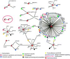 Graphical abstract: Conserved host–pathogen PPIs Globally conserved inter-species bacterial PPIs based conserved host-pathogen interactome derived novel target in C. pseudotuberculosis, C. diphtheriae, M. tuberculosis, C. ulcerans, Y. pestis, and E. coli targeted by Piper betel compounds