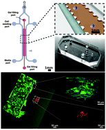 Graphical abstract: Screening therapeutic EMT blocking agents in a three-dimensional microenvironment