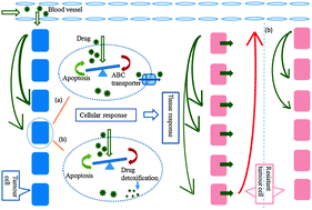 Graphical abstract: Investigating the effects of ABC transporter-based acquired drug resistance mechanisms at the cellular and tissue scale