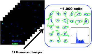 Graphical abstract: Functional interplay between the cell cycle and cell phenotypes