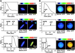 Graphical abstract: FRET imaging of calcium signaling in live cells in the microenvironment