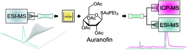 Graphical abstract: Speciation analysis of the antirheumatic agent Auranofin and its thiol adducts by LC/ESI-MS and LC/ICP-MS