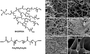 Graphical abstract: The influence of composition on the physical properties of PLA-PEG-PLA-co-Boltorn based polyester hydrogels and their biological performance