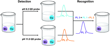Graphical abstract: Discriminative detection of bivalent Mn ions by a pH-adjustable recognition method via quantum dot fluorescence sensing
