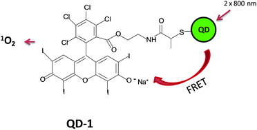 Graphical abstract: Water soluble quantum dots as hydrophilic carriers and two-photon excited energy donors in photodynamic therapy