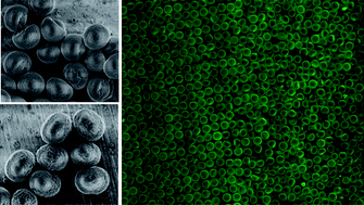 Graphical abstract: Anisotropic photonic crystal building blocks: colloids tuned from mushroom-caps to dimers