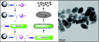 Graphical abstract: Dendrimer facilitated synthesis of multifunctional lanthanide based hybrid nanomaterials for biological applications