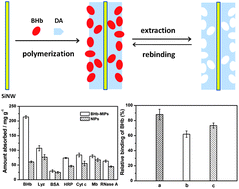 Graphical abstract: Molecularly imprinted polymer-coated silicon nanowires for protein specific recognition and fast separation