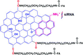 Graphical abstract: The preparation of functionalized graphene oxide for targeted intracellular delivery of siRNA