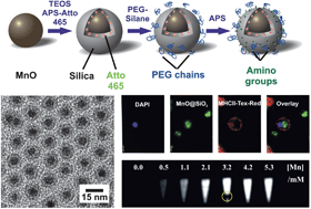 Graphical abstract: Multifunctional superparamagnetic MnO@SiO2 core/shell nanoparticles and their application for optical and magnetic resonance imaging
