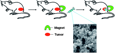 Graphical abstract: Fe3O4/chitosan nanocomposite for magnetic drug targeting to cancer