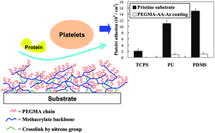 Graphical abstract: Improvement of hemocompatibility on materials by photoimmobilization of poly(ethylene glycol)