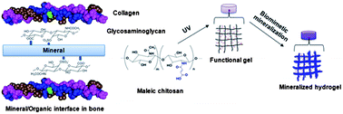 Graphical abstract: Biomimetic mineralization of acid polysaccharide-based hydrogels: towards porous 3-dimensional bone-like biocomposites