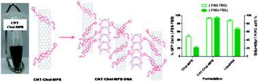 Graphical abstract: Loading of single-walled carbon nanotubes in cationic cholesterol suspensions significantly improves gene transfection efficiency in serum