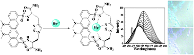 Graphical abstract: Selective and sensitive ratiometric detection of Hg2+ in 100% aqueous solution with triazole-based dansyl probe