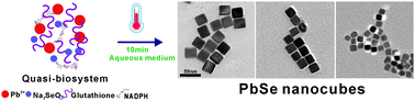 Graphical abstract: Controllable synthesis of PbSe nanocubes in aqueous phase using a quasi-biosystem