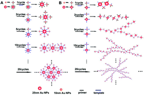 Graphical abstract: Asymmetric and symmetric PCR of gold nanoparticles: A pathway to scaled-up self-assembly with tunable chirality