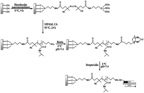 Graphical abstract: Biofunctional oligoN-isopropylacrylamide brushes on silicon wafer surface