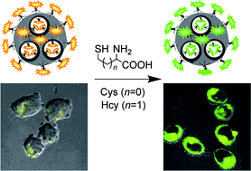 Graphical abstract: Highly selective phosphorescent nanoprobes for sensing and bioimaging of homocysteine and cysteine