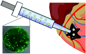 Graphical abstract: Biodegradable porous beads and their potential applications in regenerative medicine