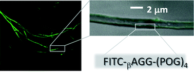 Graphical abstract: Self-assembly of collagen peptides into hollow microtubules