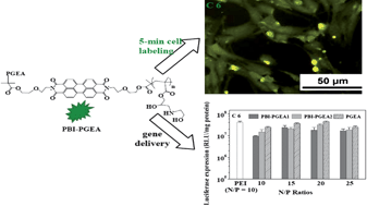 Graphical abstract: A highly fluorescent cationic bifunctional conjugate