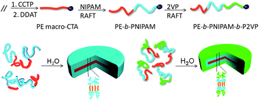 Graphical abstract: Thermo- and pH-sensitive polyethylene-based diblock and triblock copolymers: synthesis and self-assembly in aqueous solution