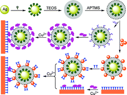 Graphical abstract: Synthesis and application of surface enhanced Raman scattering (SERS) tags of Ag@SiO2 core/shell nanoparticles in protein detection