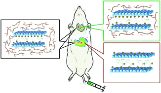 Graphical abstract: Synthesis of chitosan-coated near-infrared layered double hydroxide nanoparticles for in vivo optical imaging