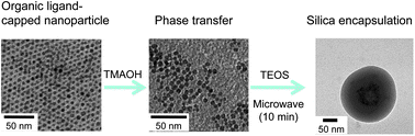 Graphical abstract: Microwave enhanced silica encapsulation of magnetic nanoparticles