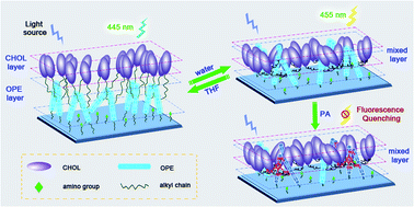 Graphical abstract: Cholesterol modified OPE functionalized film: fabrication, fluorescence behavior and sensing performance