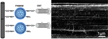 Graphical abstract: Chemically and uniformly grafting carbon nanotubes onto carbon fibers by poly(amidoamine) for enhancing interfacial strength in carbon fiber composites