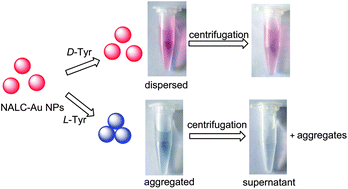 Graphical abstract: Colorimetric detection and separation of chiral tyrosine based on N-acetyl-l-cysteine modified gold nanoparticles