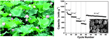 Graphical abstract: Biotemplated fabrication of hierarchically porous NiO/C composite from lotus pollen grains for lithium-ion batteries