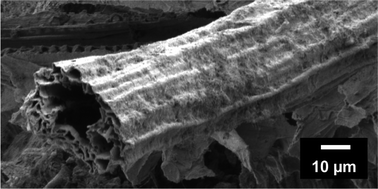 Graphical abstract: Highly structured, biomorphous β-SiC with high specific surface area from Equisetaceae