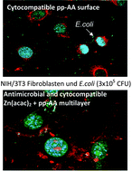 Graphical abstract: Antimicrobial efficacy and optimized cell adhesion from defined plasma polymerised multilayer structures involving zinc acetylacetonate and allylamine