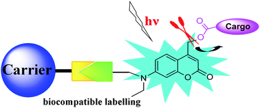 Graphical abstract: 7-Amino coumarin based fluorescent phototriggers coupled with nano/bio-conjugated bonds: Synthesis, labeling and photorelease