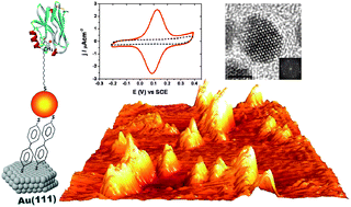 Graphical abstract: Au-Biocompatible metallic nanostructures in metalloprotein electrochemistry and electrocatalysis