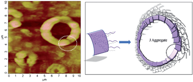 Graphical abstract: A molecular insight on the supramolecular assembly of thiophene polymers