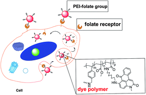 Graphical abstract: Preparation and folic acid conjugation of fluorescent polymer nanoparticles for cancer cell targeting