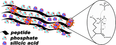 Graphical abstract: Probing the molecular structure of antimicrobial peptide-mediated silica condensation using X-ray photoelectron spectroscopy