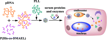 Graphical abstract: PLL/pDNA/P(His-co-DMAEL) ternary complexes: assembly, stability and gene delivery