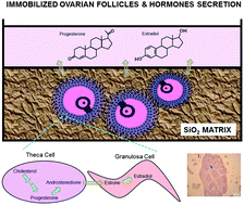 Graphical abstract: Sol–gel immobilized ovarian follicles: collaboration between two different cell types in hormone production and secretion